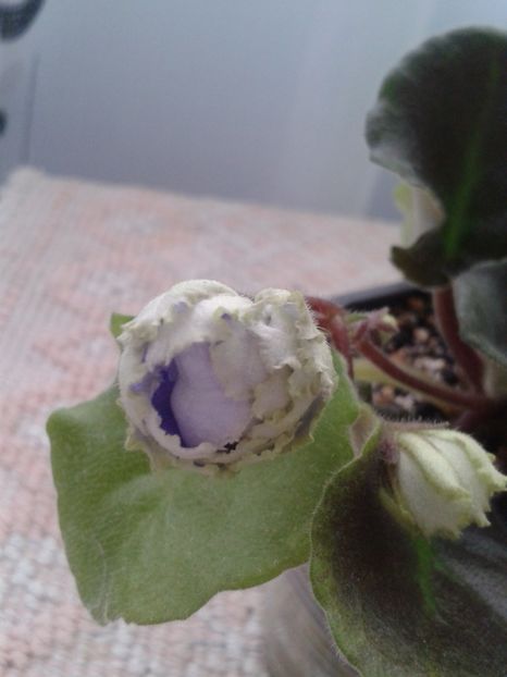 16 martie - ZZ LE Fleur