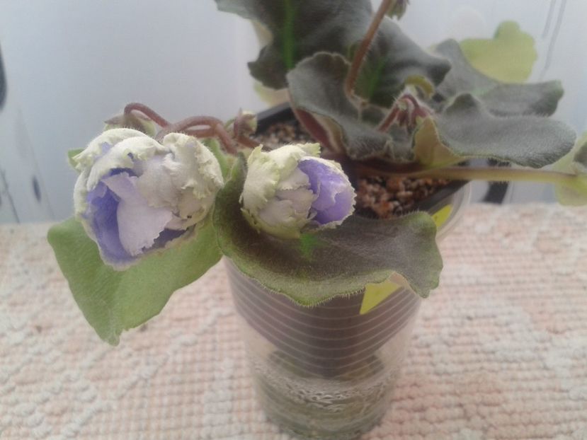 20 martie - ZZ LE Fleur