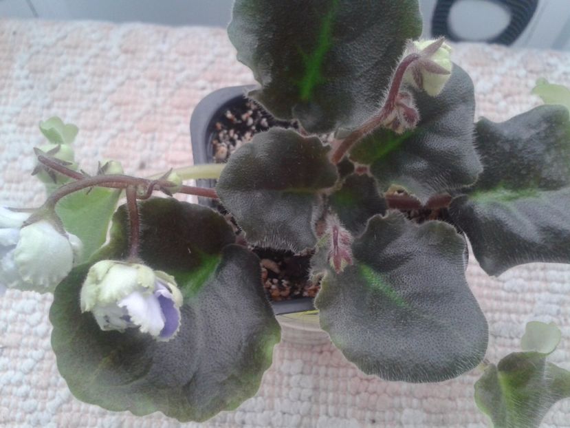 20 martie - ZZ LE Fleur