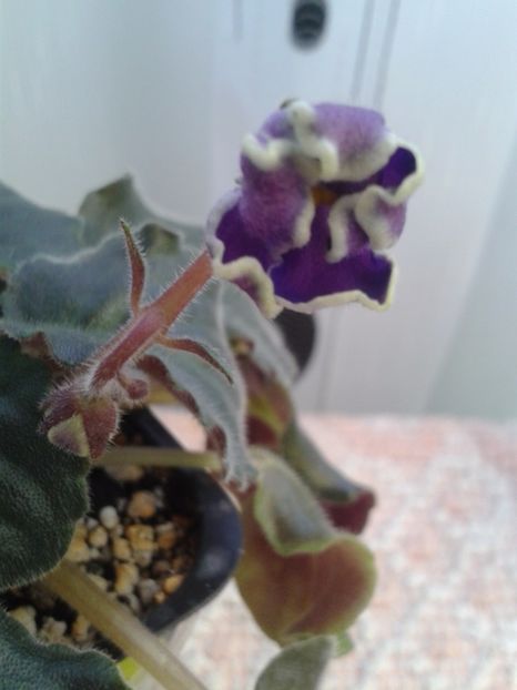 7 mar - ZZ King s Treasure