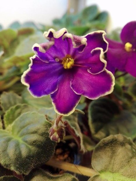 9 mar - ZZ King s Treasure