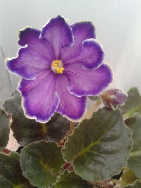 16 martie - ZZ King s Treasure