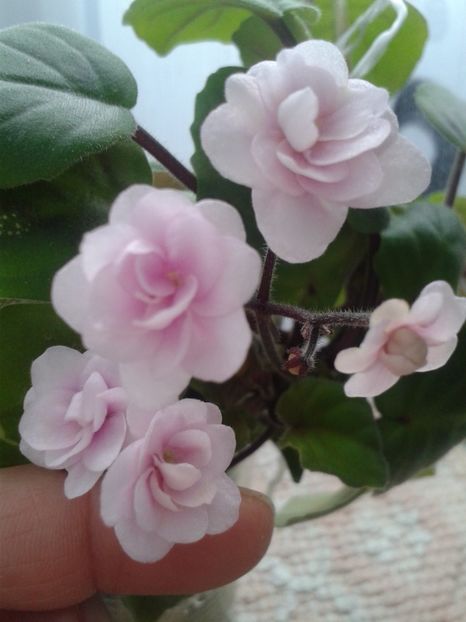 29 ian - Rob s Vanilla trail