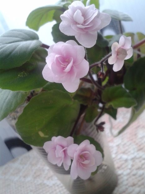 29 ian - Rob s Vanilla trail