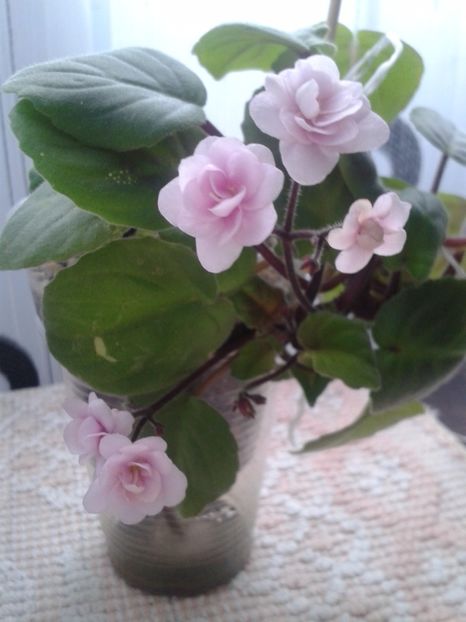 29 ian - Rob s Vanilla trail