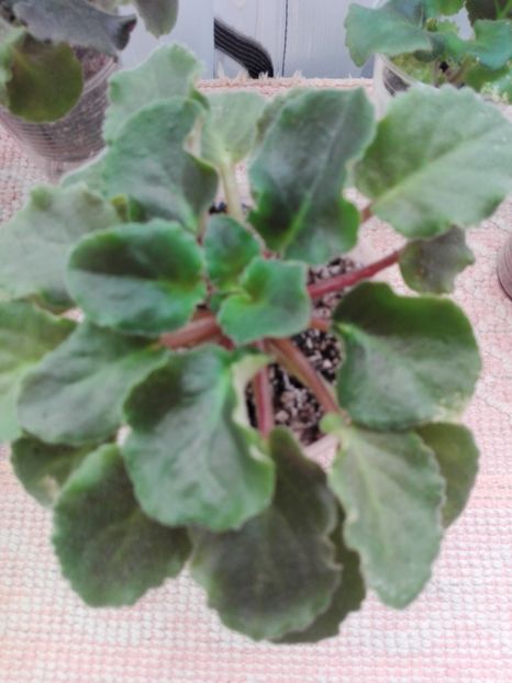 14 ian 17 - ZZ LE Ognennyi Motilki -LE Fire Moths