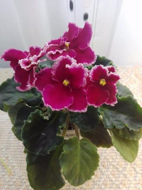 5 feb - ZZ LE Ognennyi Motilki -LE Fire Moths