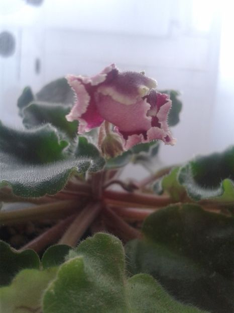 24 feb 17 - ZZ LE Ognennyi Motilki -LE Fire Moths