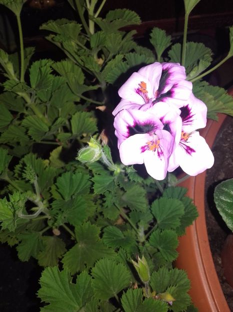  - Florile mele
