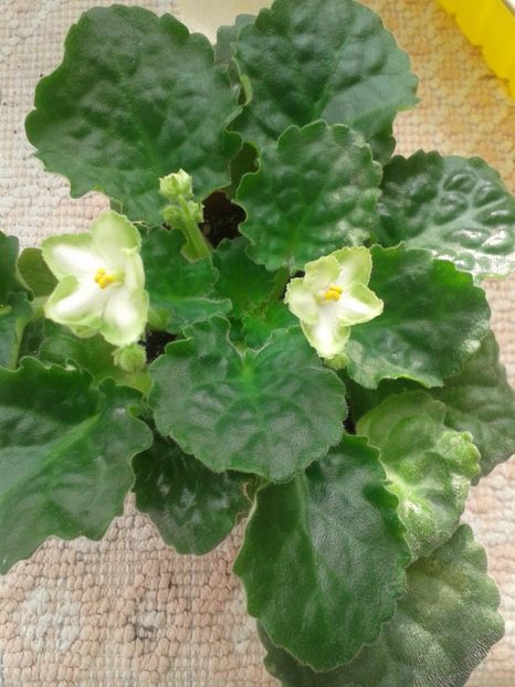 24 martie - ZZ My Sensation