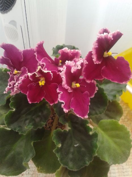 24 ian - ZZ LE Ognennyi Motilki -LE Fire Moths