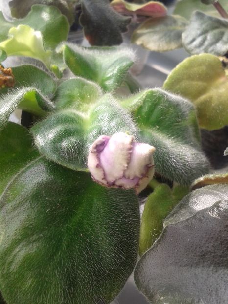 24 ian - ZZ RS Greis