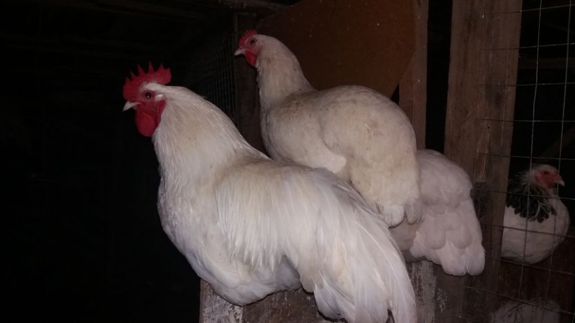  - Australorp - arhiva