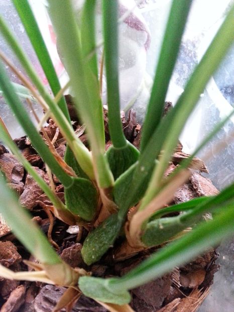  - Maxillaria teunifolia