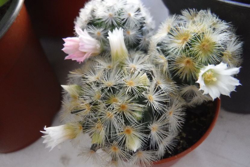  - Cactusi si suculente 2017