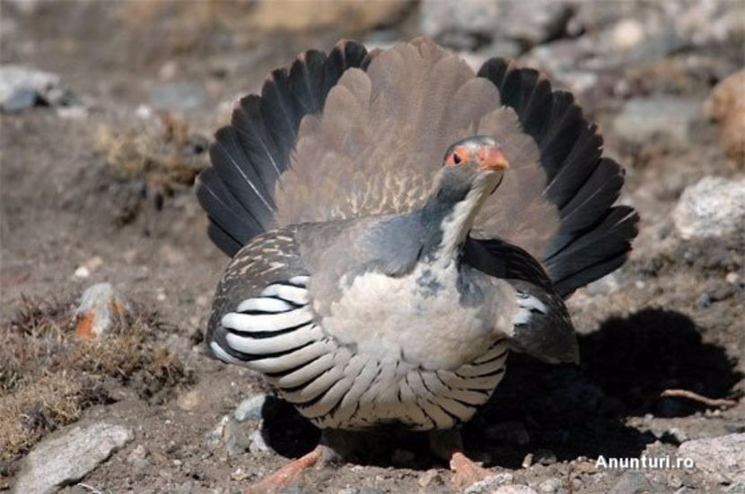 889824919619803161989160-1-590_440 - Pasari deosebite