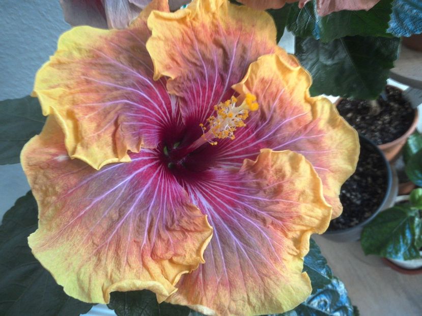 WIN_20170325_083202 - Jolanda Gommer