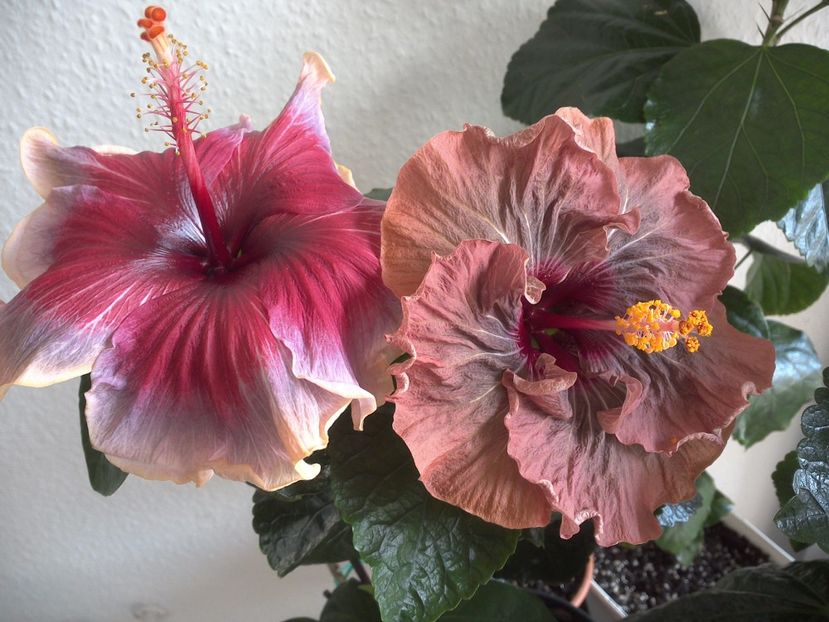 WIN_20170324_124032 - 02Hibiscus