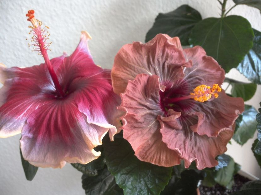 WIN_20170324_124040 - 02Hibiscus