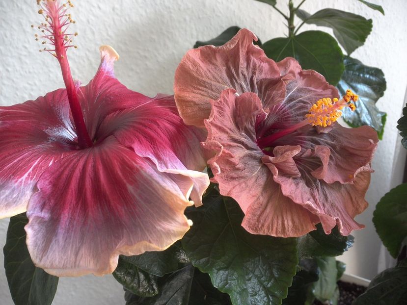 WIN_20170324_124049 - 02Hibiscus