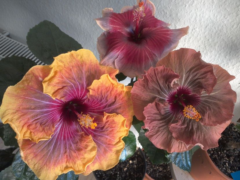 WIN_20170325_082858 - 02Hibiscus