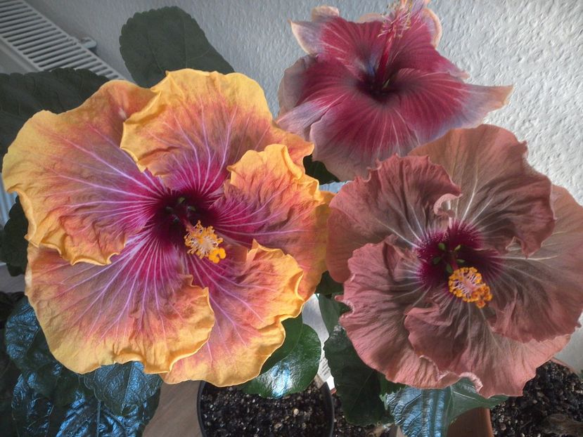 WIN_20170325_082920 - 02Hibiscus