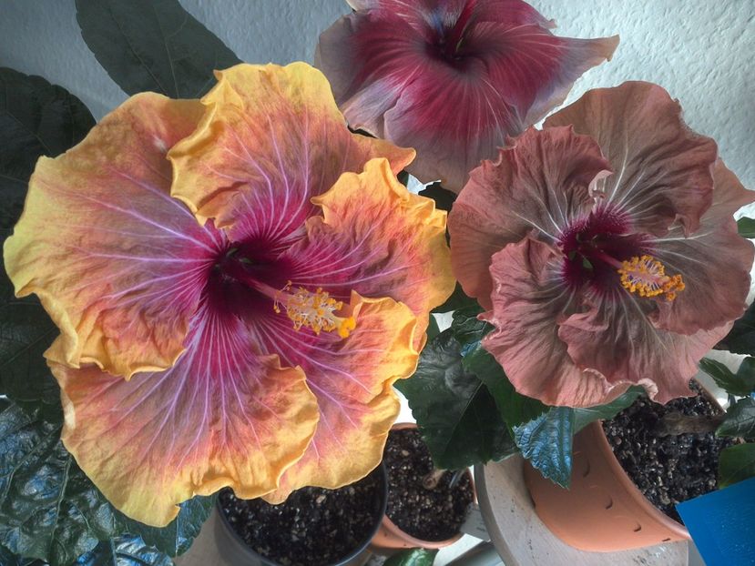 WIN_20170325_083110 - 02Hibiscus