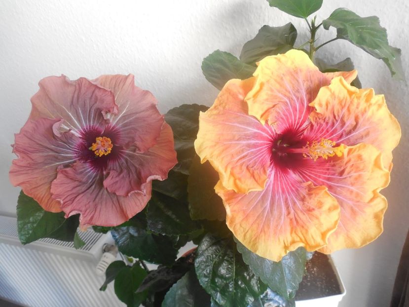  - 02Hibiscus