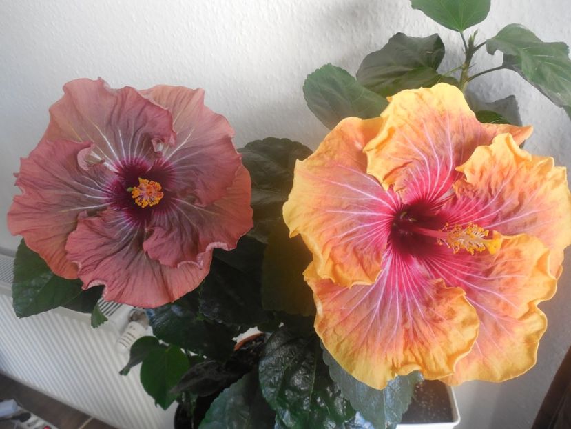  - 02Hibiscus