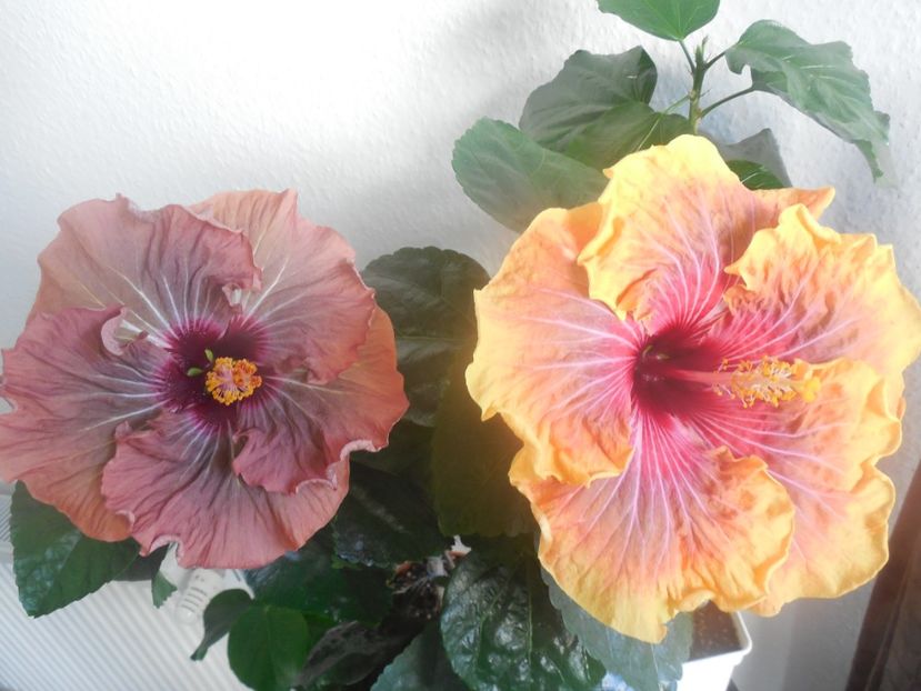  - 02Hibiscus