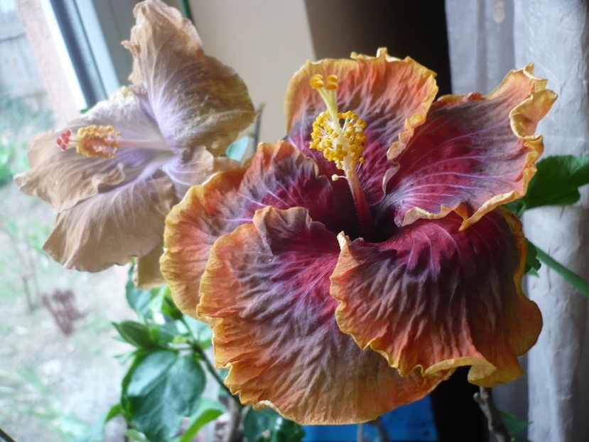 P1310334 - HIBISCUSI 2017-1