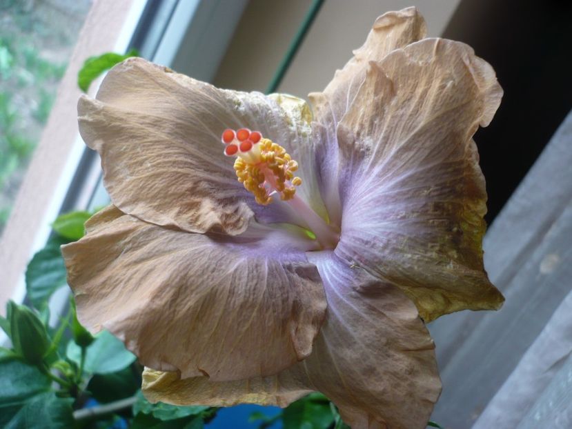 P1310319 - HIBISCUSI 2017-1