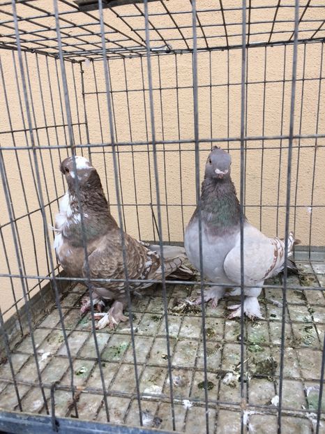  - De vanzare pereche blondineti