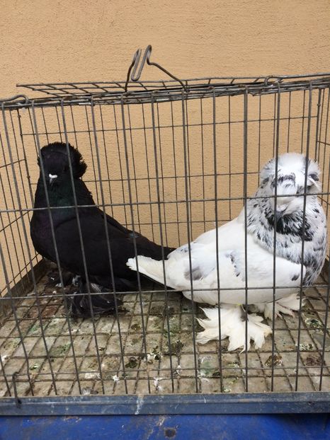  - De vanzare pereche urias maghiar