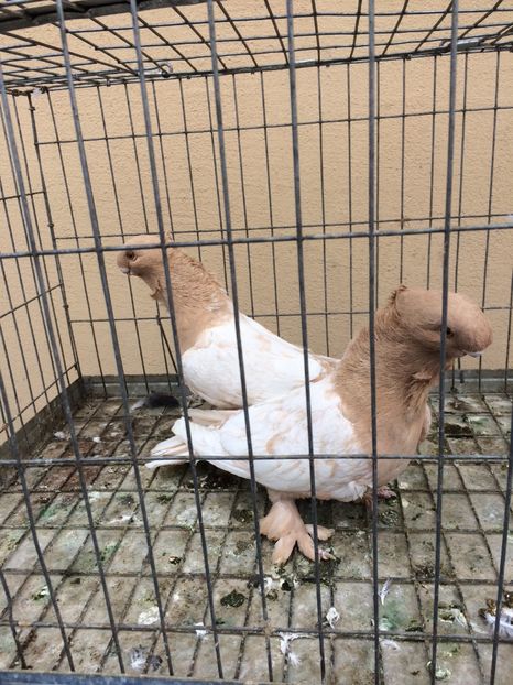  - Blondineti noile achizitii