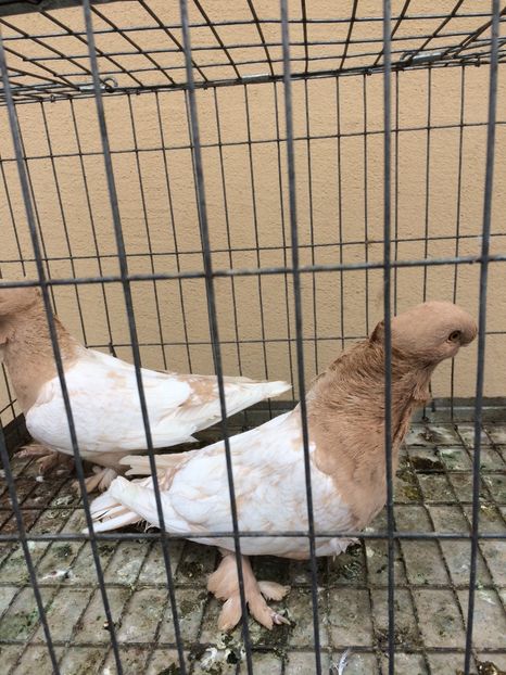  - Blondineti noile achizitii