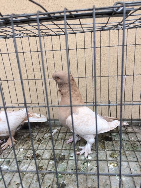  - Blondineti noile achizitii