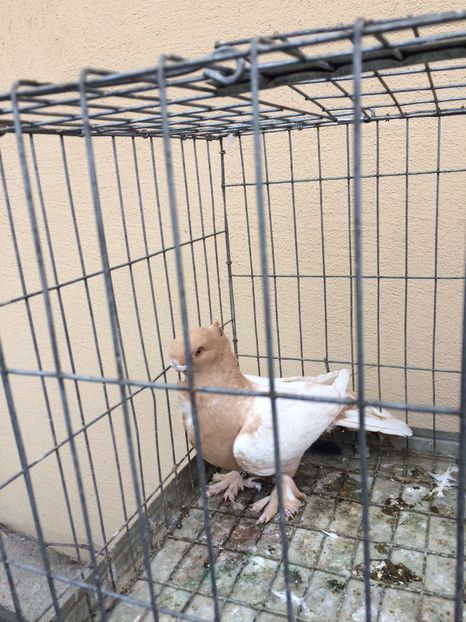  - Blondineti noile achizitii