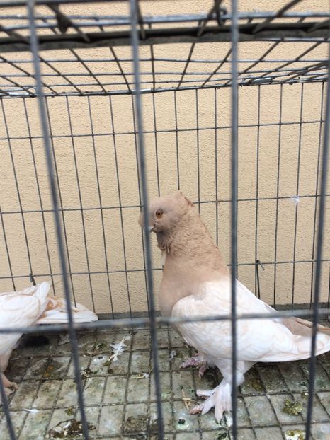  - Blondineti noile achizitii