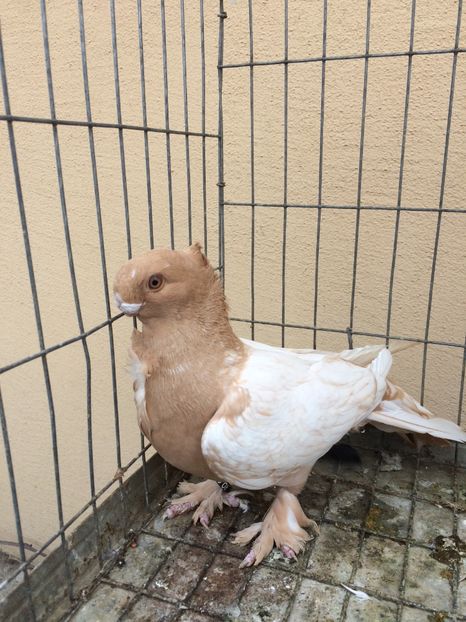  - Blondineti noile achizitii