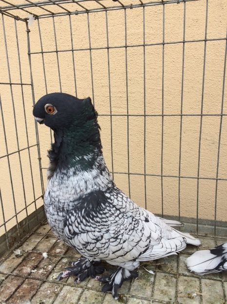  - Blondineti noile achizitii