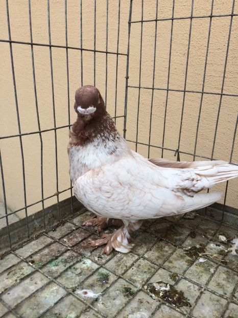  - Blondineti noile achizitii