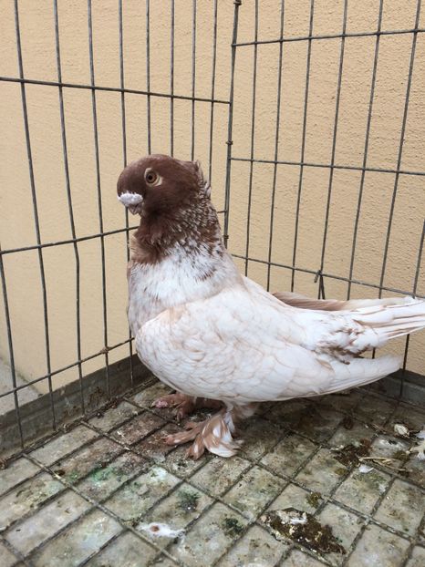  - Blondineti noile achizitii