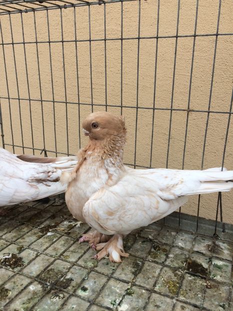  - Blondineti noile achizitii