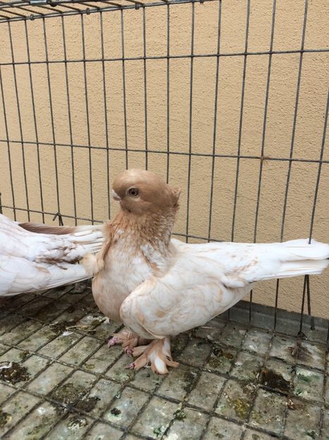  - Blondineti noile achizitii