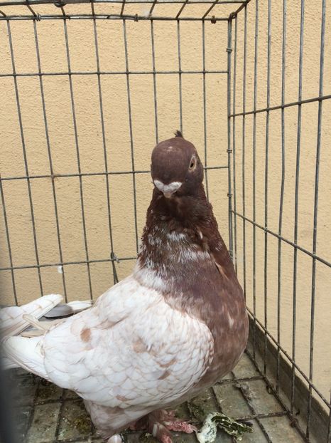  - Blondineti noile achizitii