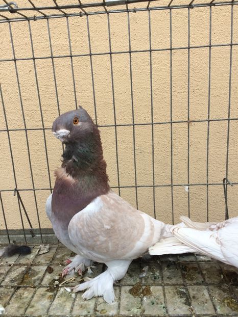  - Blondineti noile achizitii