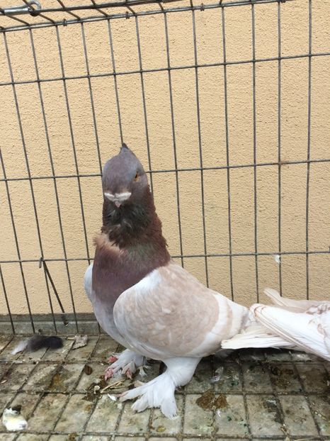  - Blondineti noile achizitii