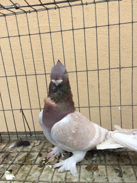  - Blondineti noile achizitii