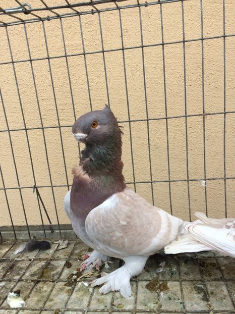  - Blondineti noile achizitii